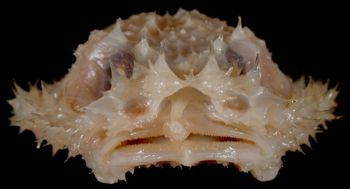 Media type: image; Ichthyology 28726